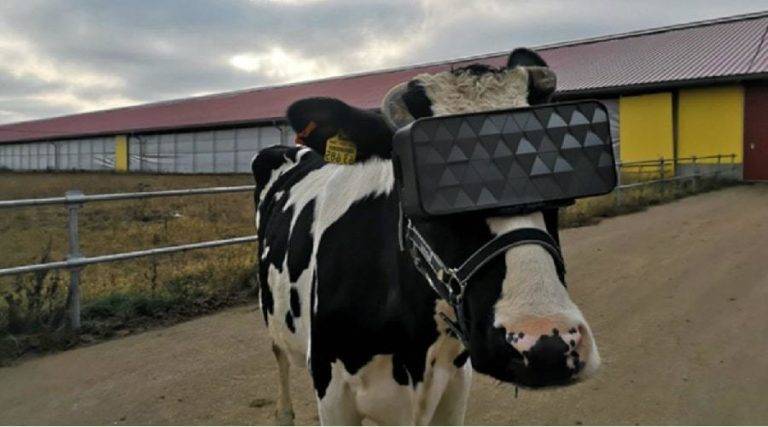 Cows with VR headsets min1 | Technea.gr - Χρήσιμα νέα τεχνολογίας