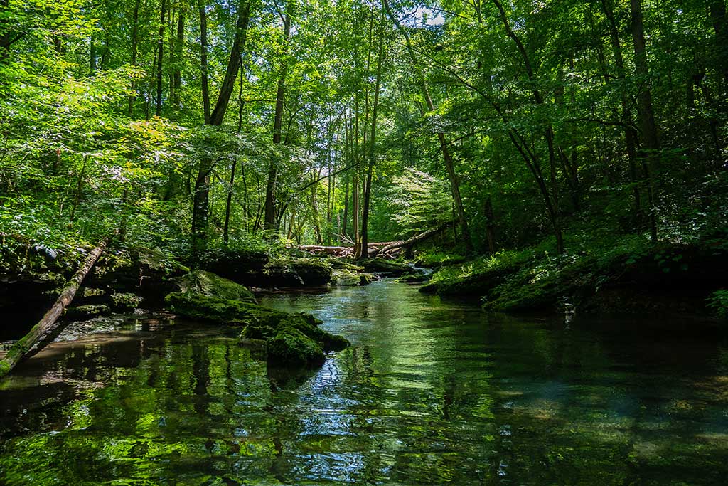beautiful scenery river surrounded by greenery forest | Technea.gr - Χρήσιμα νέα τεχνολογίας